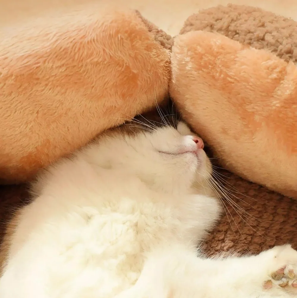 Fuzzy Raised Petal Scallop Plush Pet Bed Cat Small Dog Animal Home Lounge SMALL